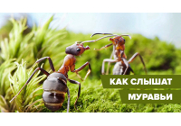 Глухо, как в танке: как и чем нас слышат муравьи Глухо, как в танке: как и чем нас слышат муравьи