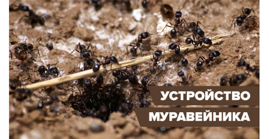 Муравьиный домик: устройство муравейника в природе